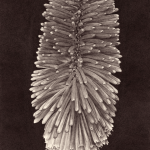 KNIPHOFIA UVARIA