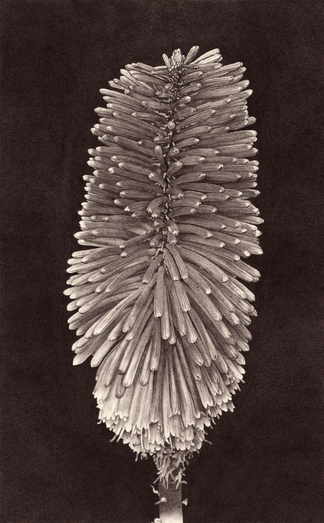 kniphofia-uvaria