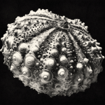 Test d\'Oursin
