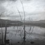 Drowned forest
