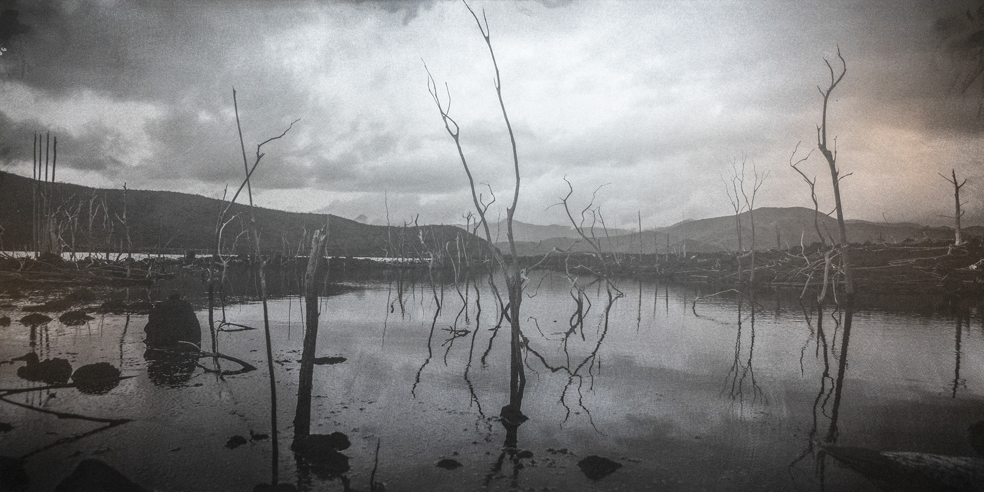 drowned-forest