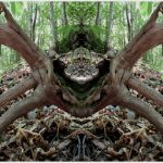 Arachnomorphe
