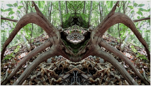 arachnomorphe
