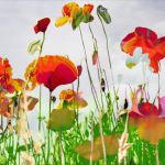 Coquelicots par Ferrero-Paingt