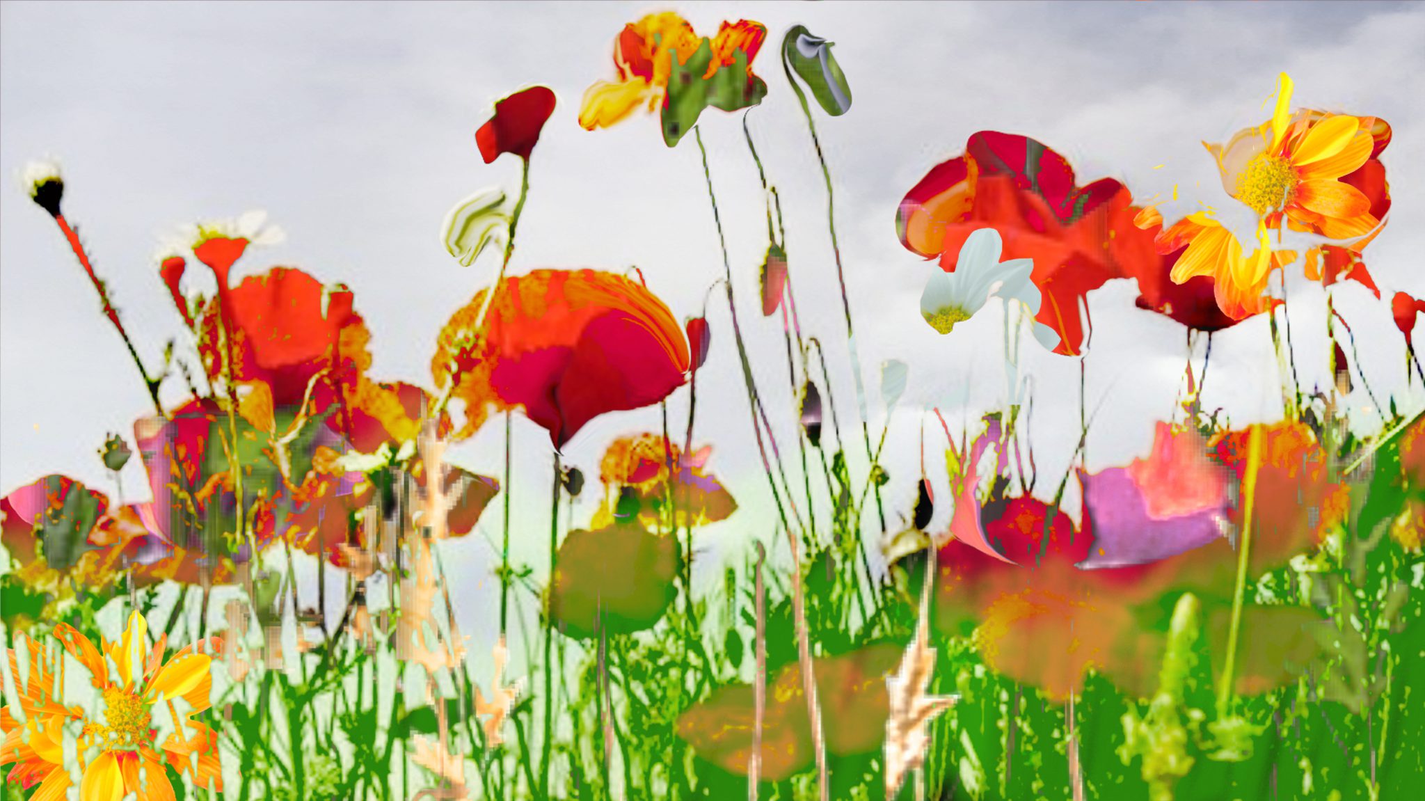 coquelicots-10