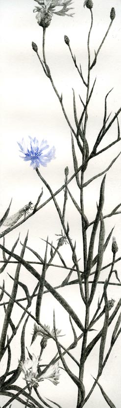 bleuet-detail