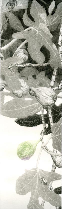 figuier-detail