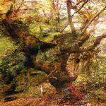Forêt
