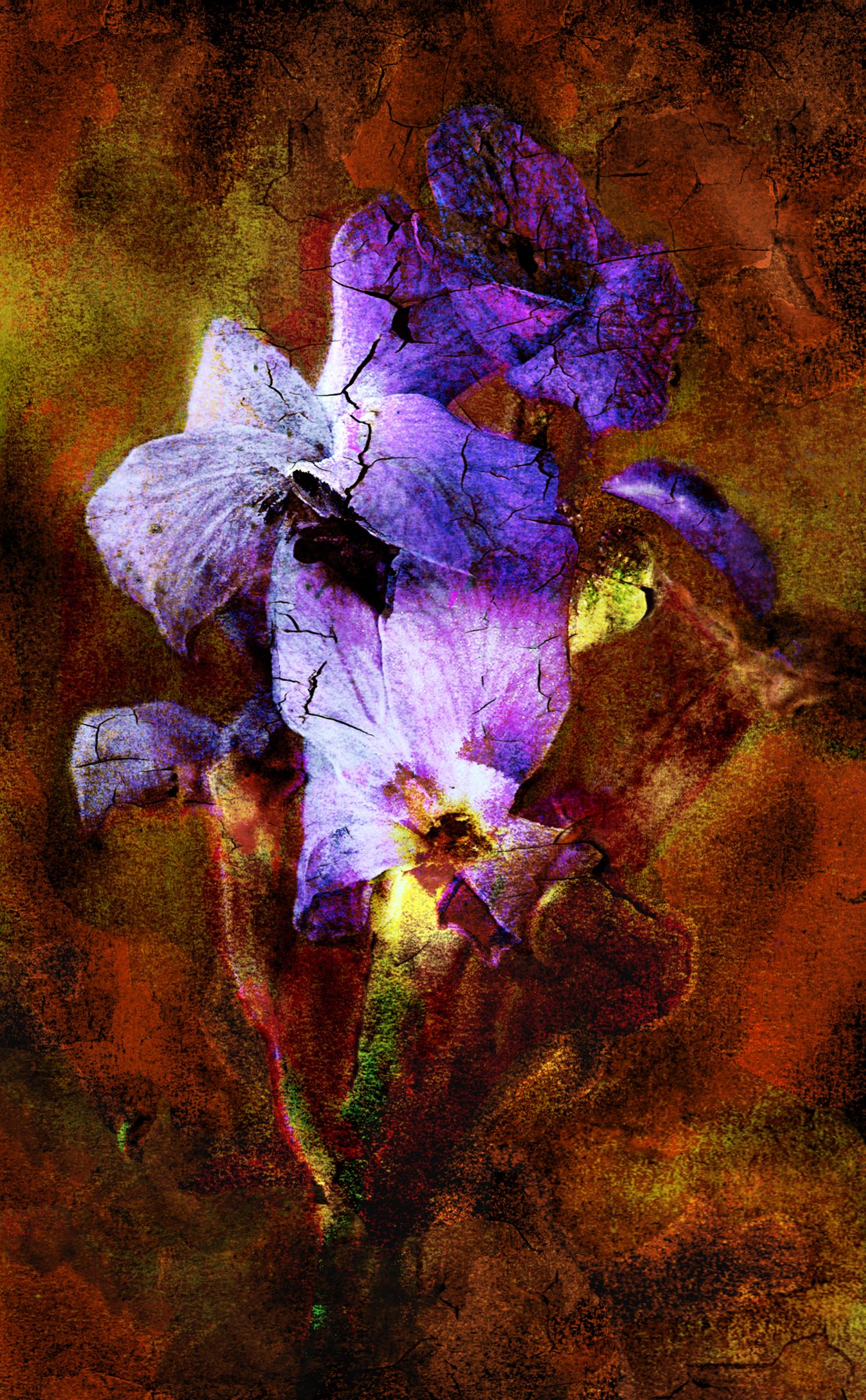 iris-6