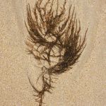 Traces 51