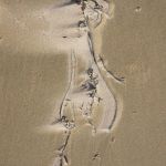 Traces 55