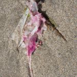 Traces 70