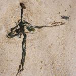 Traces 76