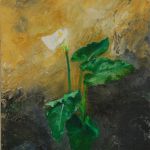 Arum
