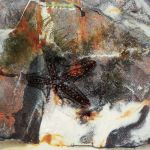 Empreinte STARFISHN12