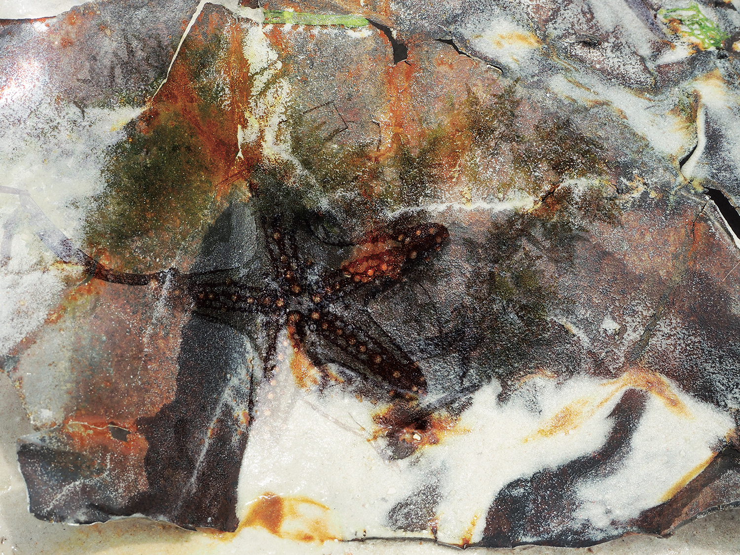 empreinte-starfishn12
