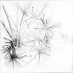 Fleurs sauvages 