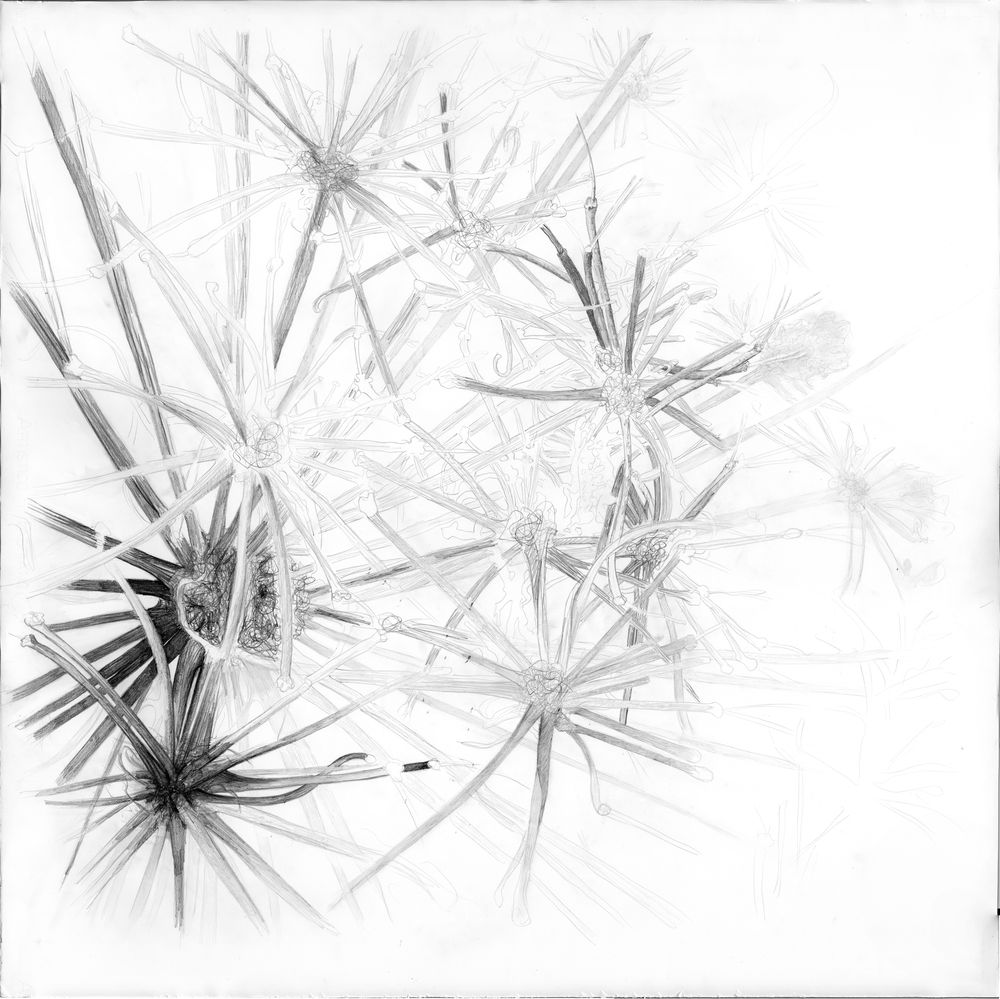fleurs-sauvages-3