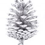La pomme de pin