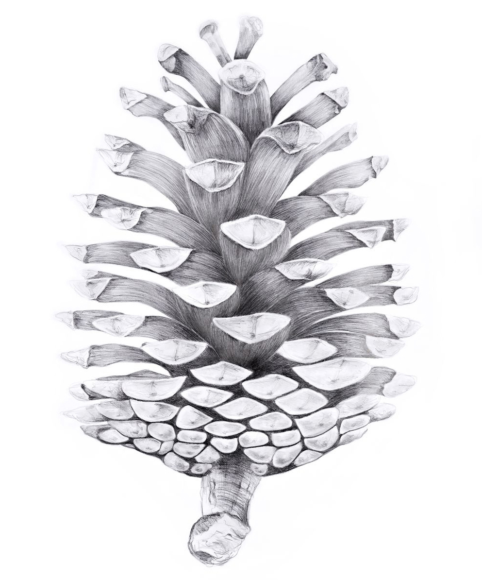 la-pomme-de-pin