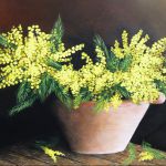Fragrance de mimosa