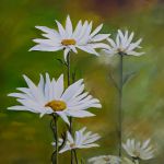 Marguerites