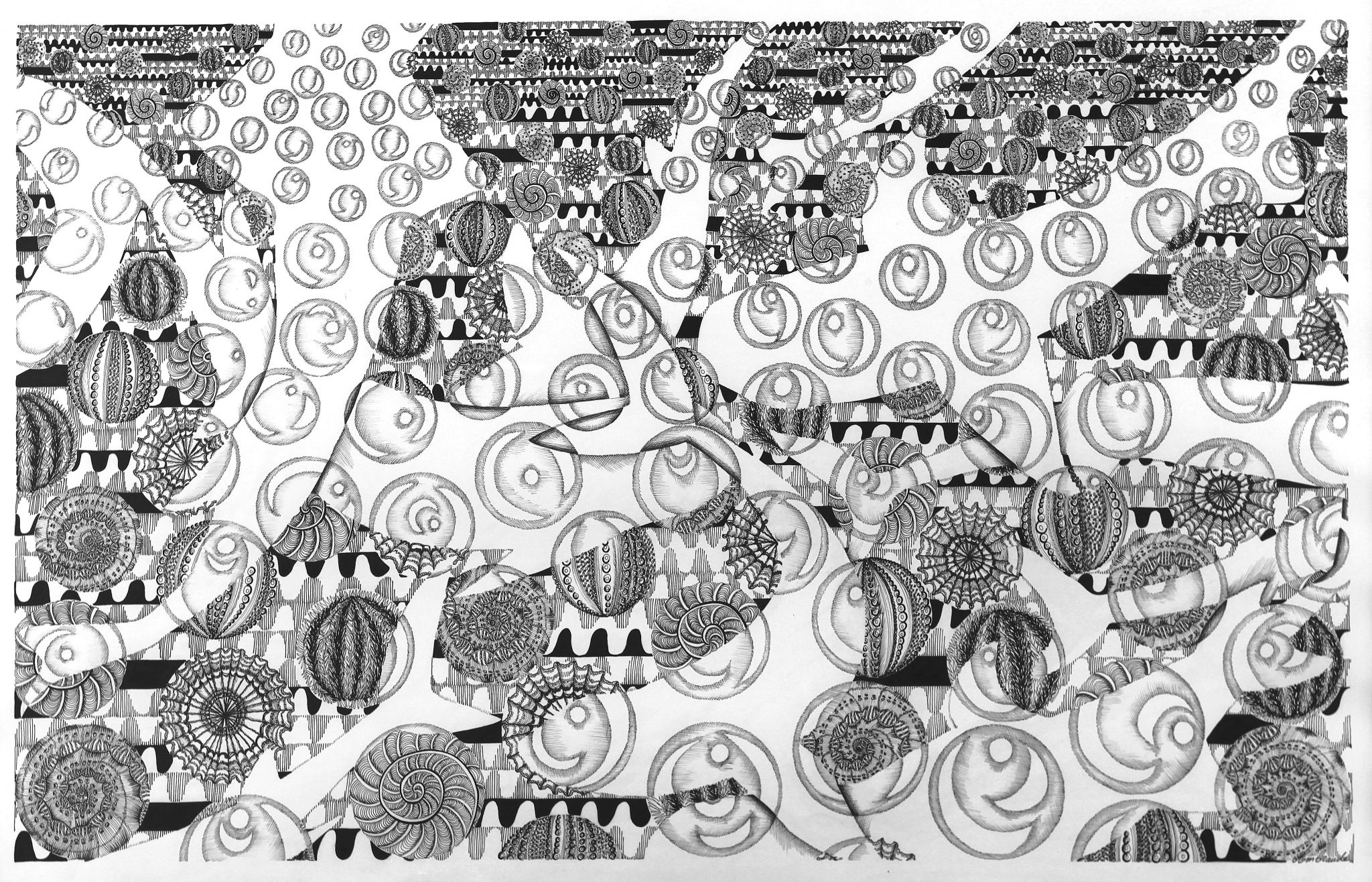 requins-coquillages