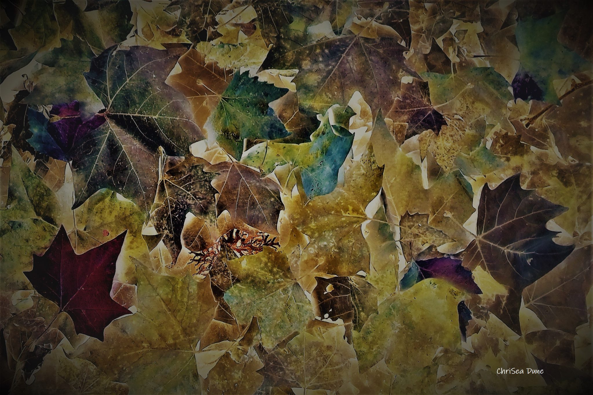feuilles-mortes-3