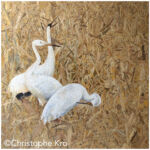white cranes 3 par christophe kro
