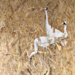 WHITE CRANES par christophe kro