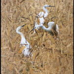 WHITE CRANE par christophe kro