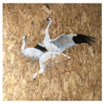 WHITE CRANE 2 par christophe kro