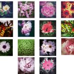 Fleurs d\'ailleurs