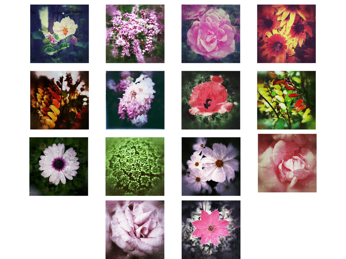 fleurs-dailleurs