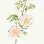 Eglantine