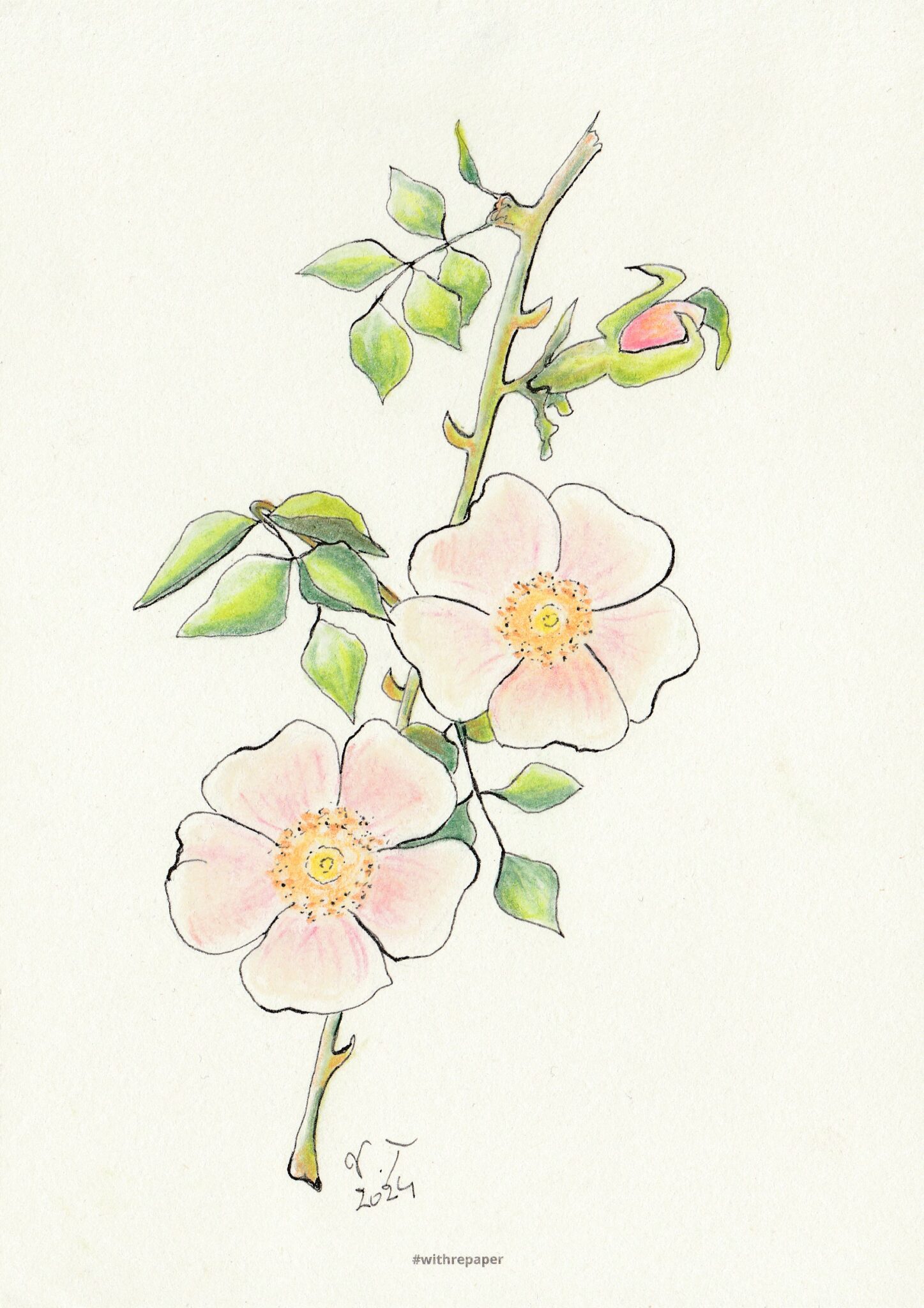 eglantine-2
