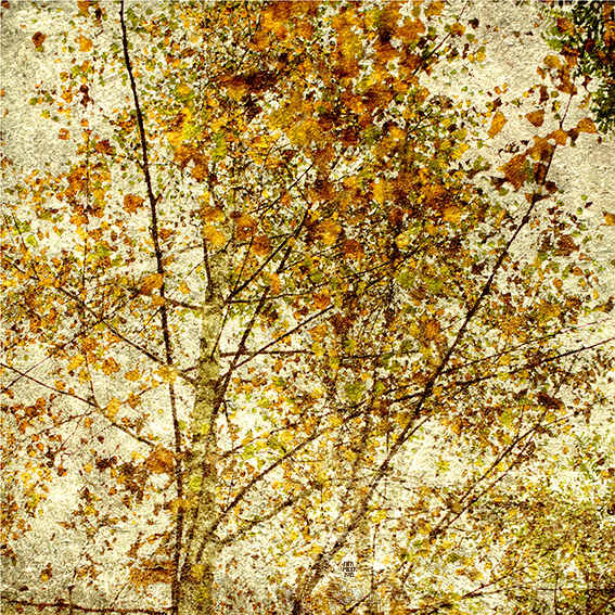 bouleaux-triptyque-iii-2018