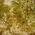 Bouleaux en été, 2018