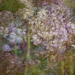 Hortensias, lillas et clochettes, 2017