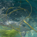 AQUA 6 par Sandra Detourbet