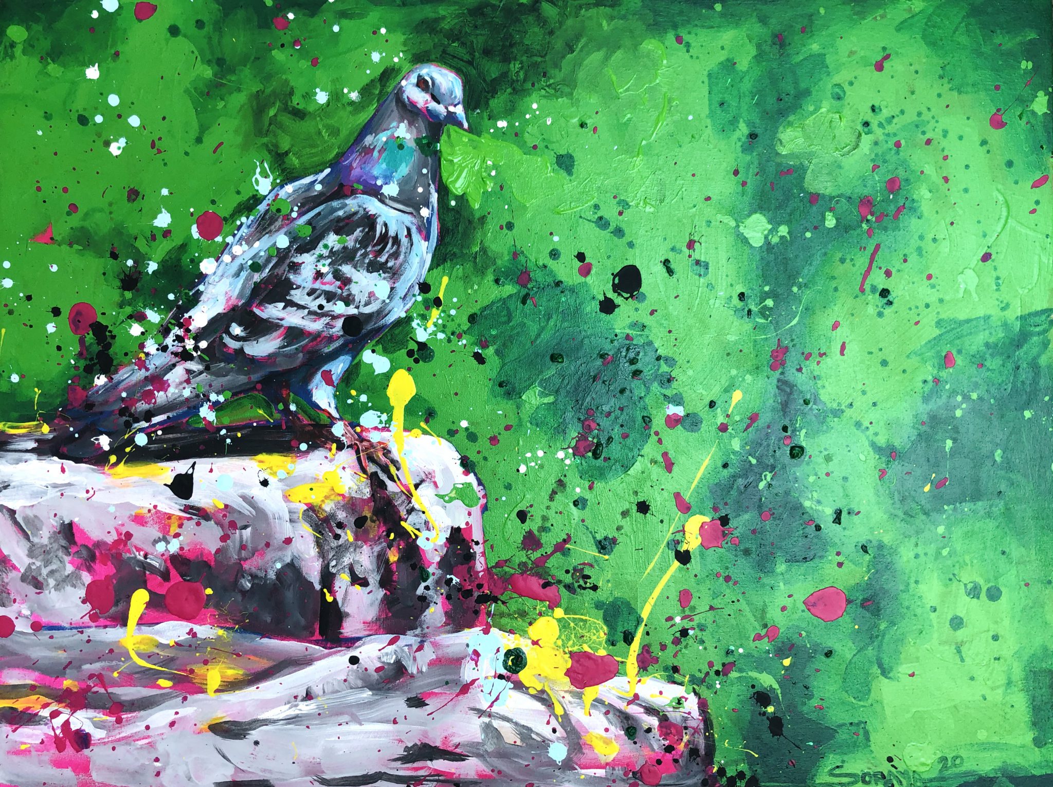 pigeon