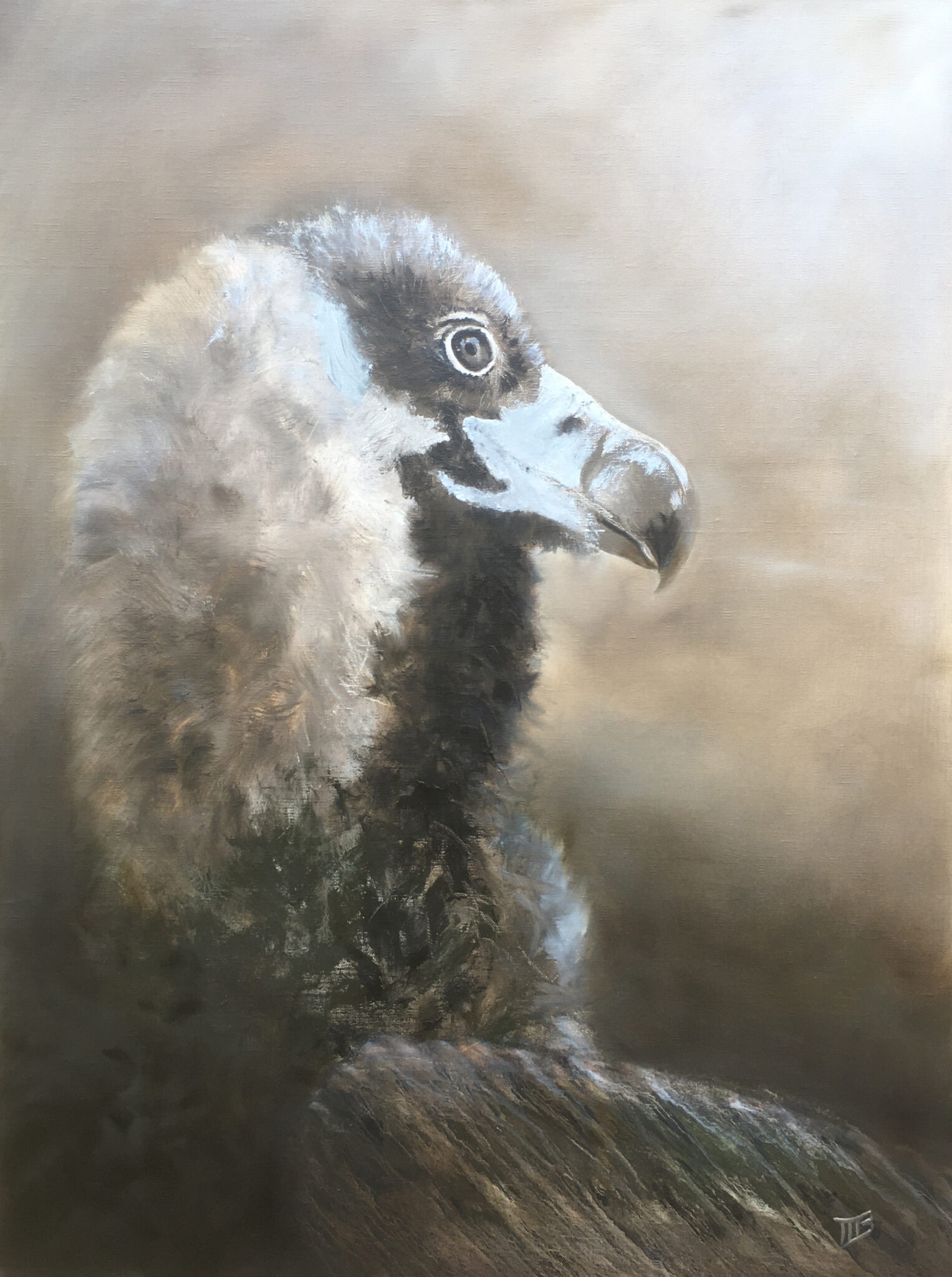 vautour
