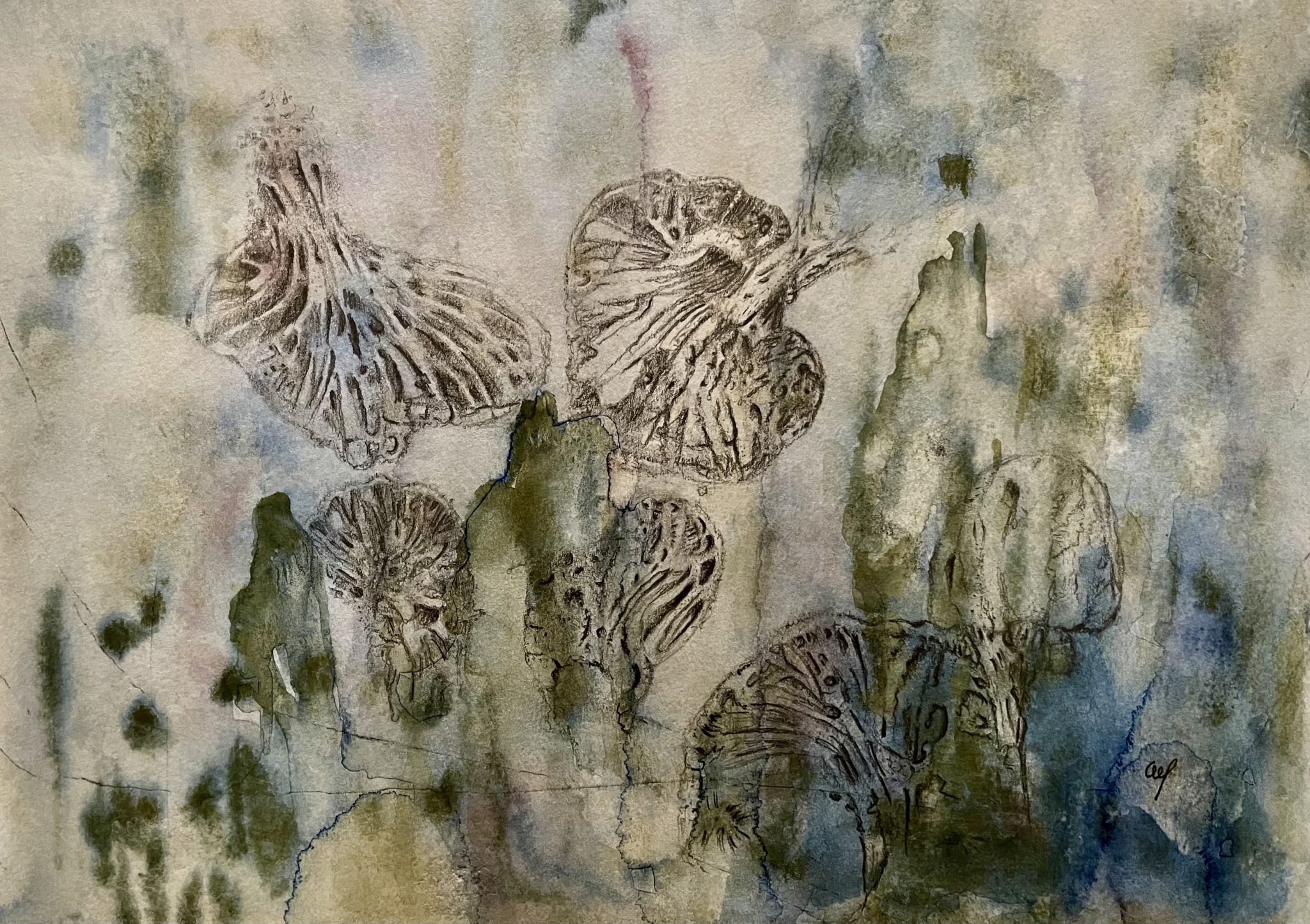 ailes-de-papillon-ou-champignons