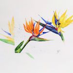 Strelizia