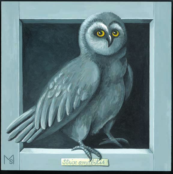 strix-amabilis-2