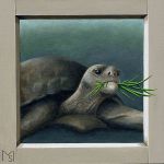 Testudo hortorum