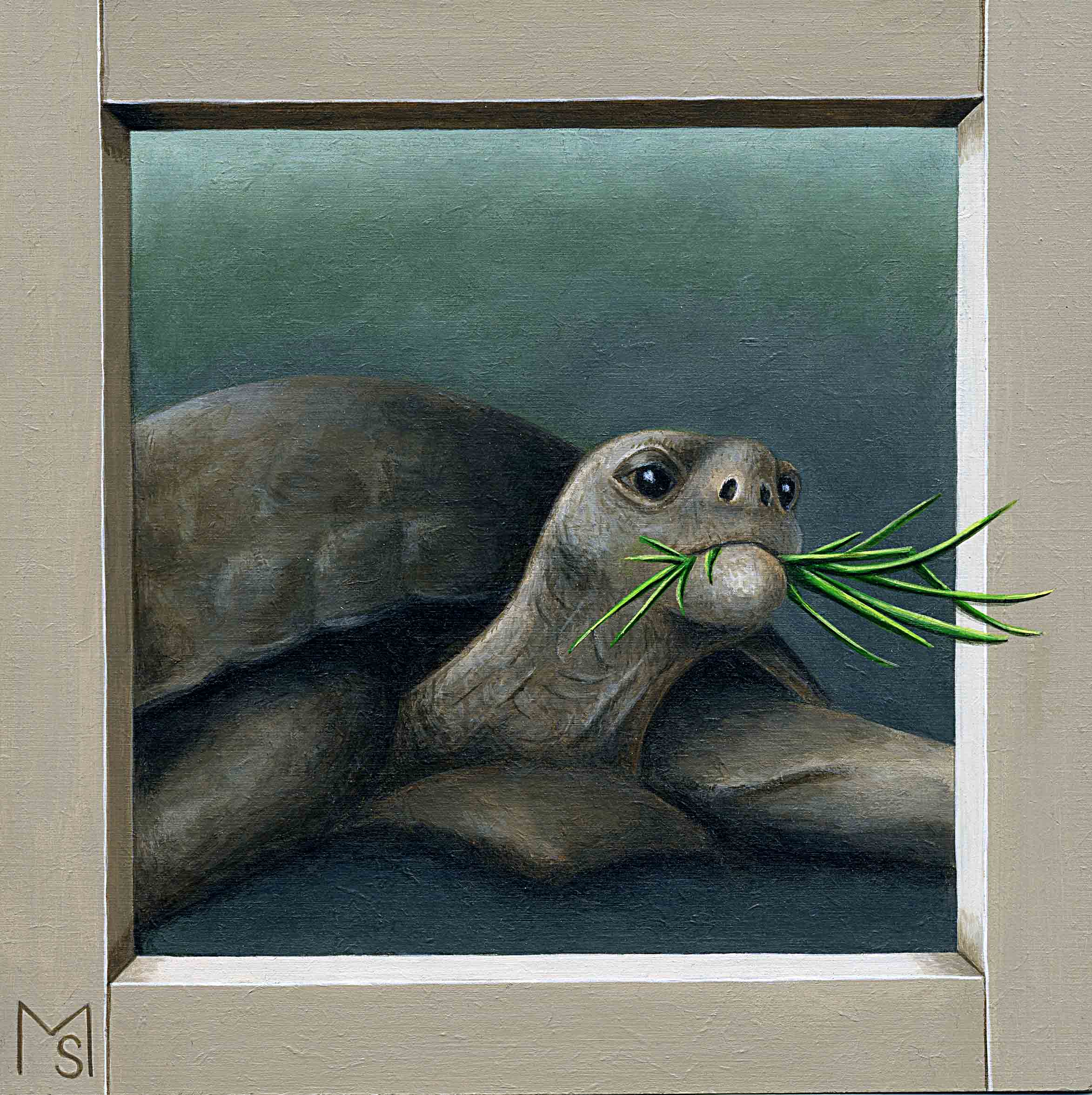 testudo-hortorum