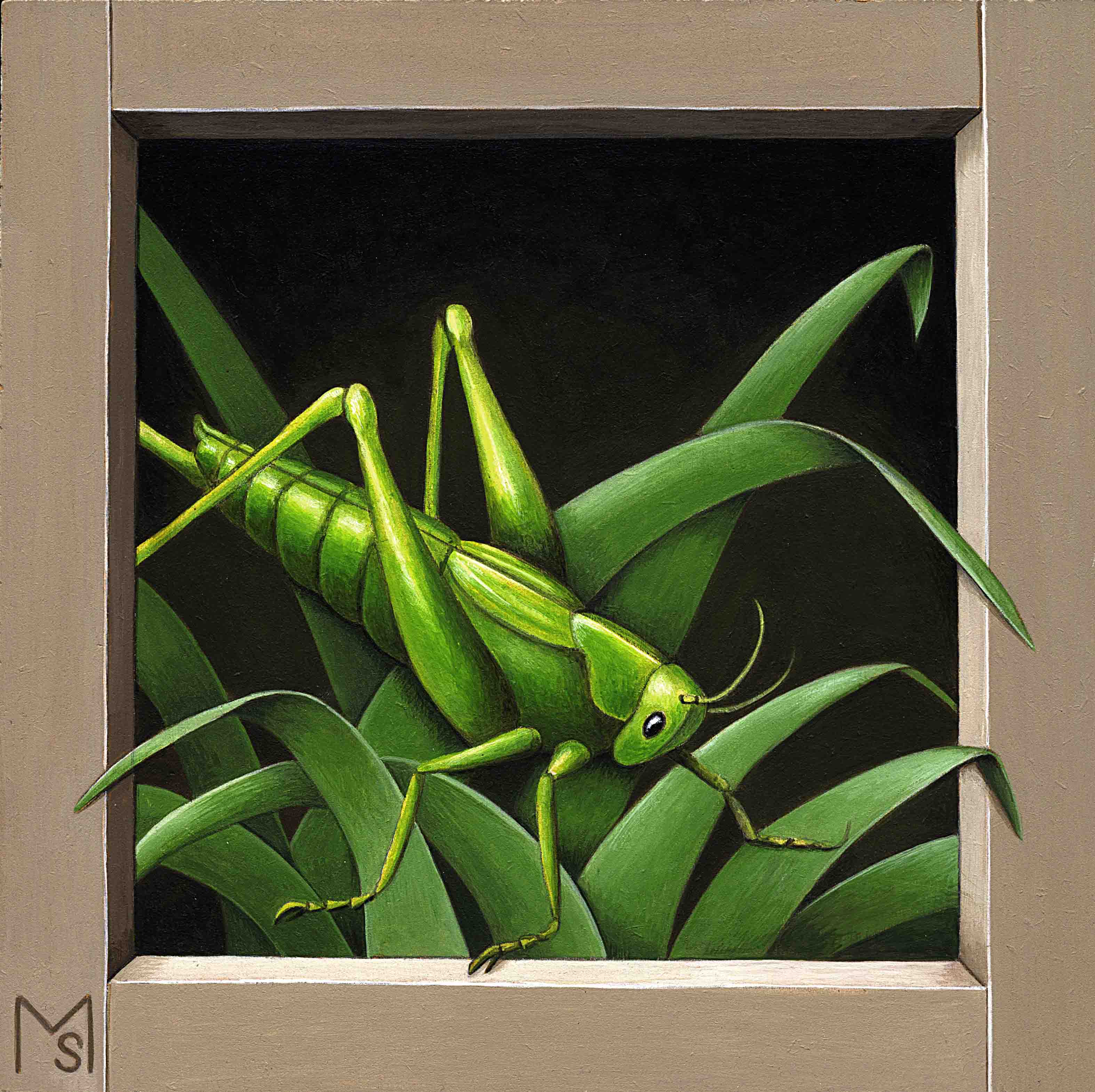 tettigonia-viridissima