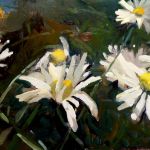 Marguerites par josick