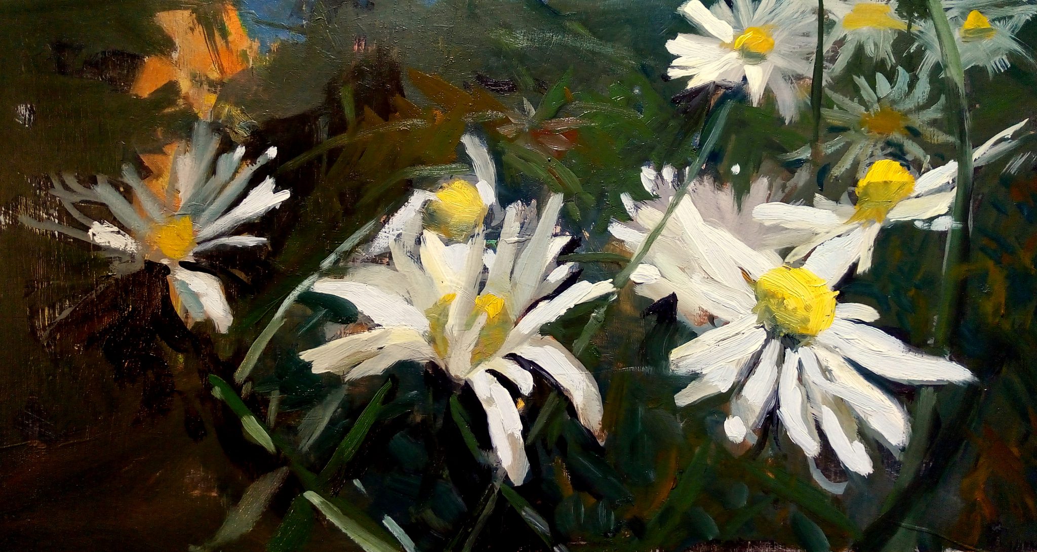 marguerites